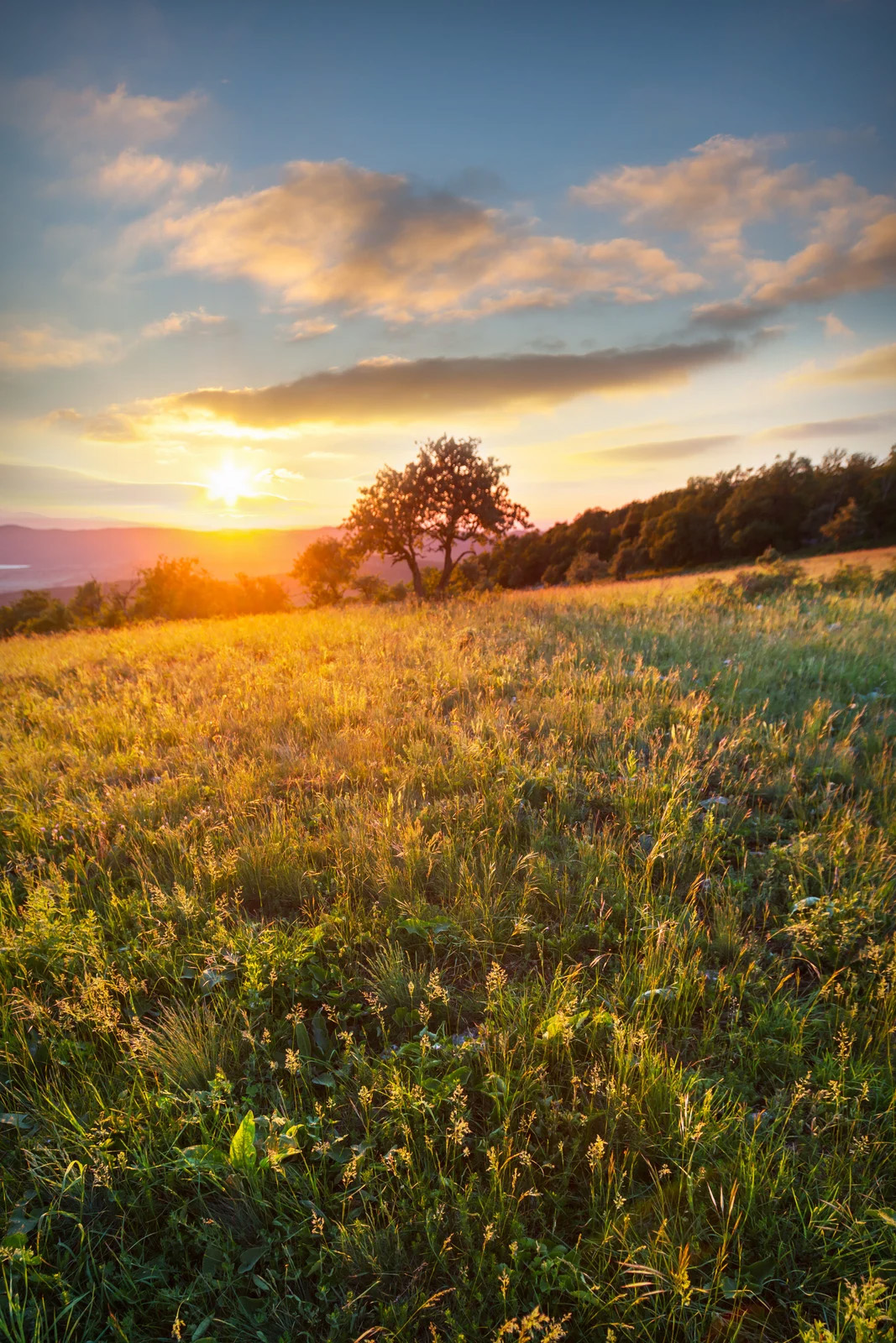 Web Design & Digital Marketing for Conservation NGOs